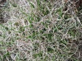 Danthonia spicata.jpeg