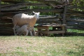Bcpv sheep 04.jpg