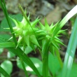 Carex grayii.jpg