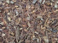 Wood chip mulch.jpg