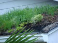 Fail protective layers green roof.PNG