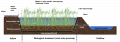Constructed Wetland.png