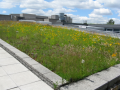 Pass protective layers green roof.PNG