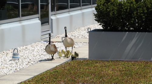 Family of geese living on an extensive green roof (2013)