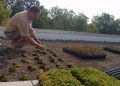 Planting on green roof.jpg