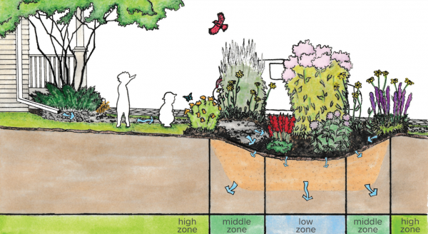 How to Make a Simple Rain Garden to Solve Stormwater Problems
