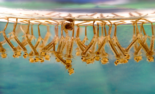 Mosquito larvae developing in water