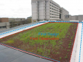 Fail perimeter green roof.PNG
