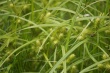 Carex lupulina.jpeg